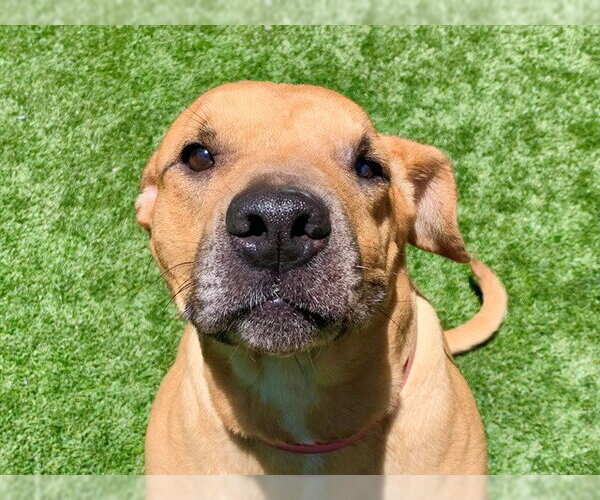 Medium Photo #2 Boxer-Unknown Mix Puppy For Sale in Moreno Valley, CA, USA
