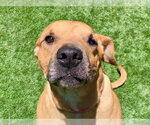 Small #1 Boxer Mix