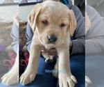 Small Photo #11 Labrador Retriever Puppy For Sale in APOSTLE ISLANDS NATIONAL LAK, WI, USA