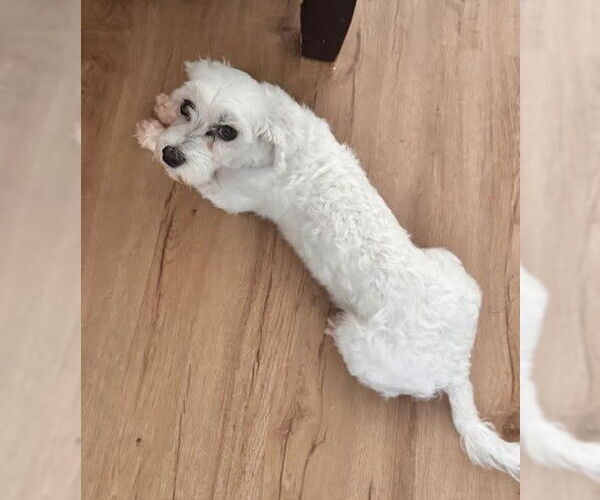 Medium Photo #4 Poodle (Miniature) Puppy For Sale in San Diego, CA, USA