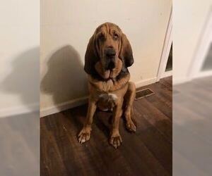 Copper - Male Bloodhound-Unknown Mix Dog for Adoption - Photo #3