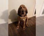 Small Photo #3 Bloodhound-Unknown Mix Puppy For Sale in Silver Spring, MD, USA