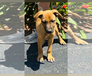 Mutt Dogs for adoption in Sterling, MA, USA