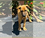 Small Mutt