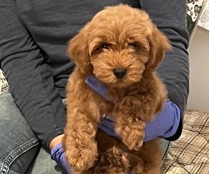 Poodle (Miniature) Puppy for sale in REDWOOD VALLEY, CA, USA