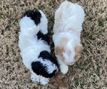Small Photo #3 Poodle (Miniature)-Shih-Poo Mix Puppy For Sale in SUGAR HILL, GA, USA