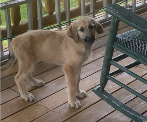 Medium Photo #5 Shepadoodle Puppy For Sale in WHEELERSBURG, OH, USA