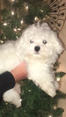 Maltese Puppy for sale in MILTON, FL, USA