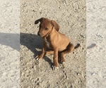 Small Photo #23 Rhodesian Ridgeback Puppy For Sale in MORONGO VALLEY, CA, USA