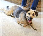Small #1 German Shepherd Dog Mix