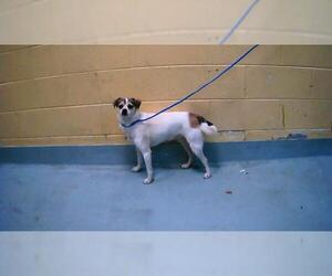 Parson Russell Terrier-Unknown Mix Dogs for adoption in Tulsa, OK, USA