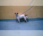 Small Parson Russell Terrier Mix