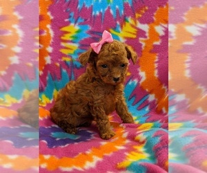 Poodle (Toy) Puppy for sale in NEW HOLLAND, PA, USA