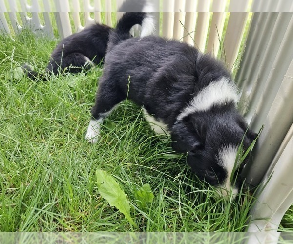 Medium Photo #4 Border Collie Puppy For Sale in ROY, WA, USA