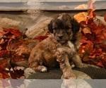 Small Photo #13 Aussiedoodle Miniature  Puppy For Sale in MENDON, MI, USA