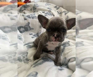 French Bulldog Puppy for sale in FORT MORGAN, CO, USA