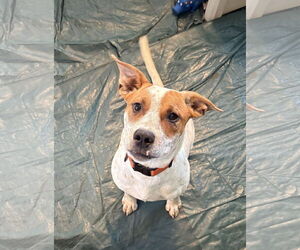 Red Heeler-Unknown Mix Dogs for adoption in Omaha, NE, USA