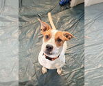 Small Red Heeler Mix