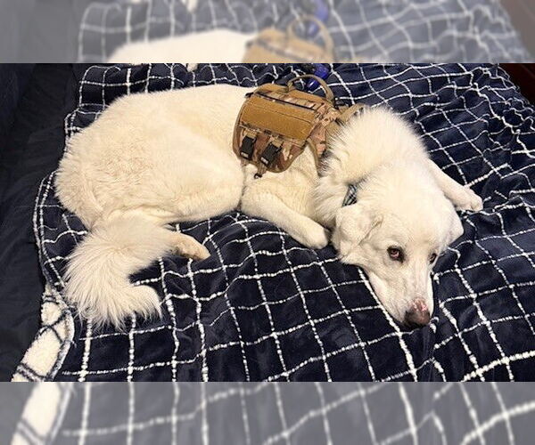 Medium Photo #5 Great Pyrenees Puppy For Sale in Bountiful, UT, USA