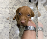 Small Photo #1 Vizsla Puppy For Sale in VERO BEACH, FL, USA