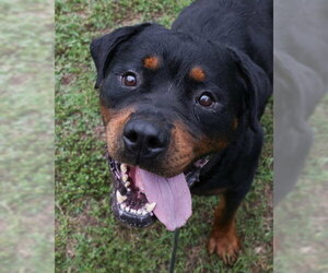 Rottweiler Dogs for adoption in Hillsboro, NH, USA