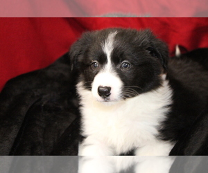 Border Collie Puppy for sale in CEDARTOWN, GA, USA