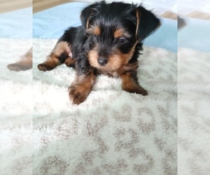 Yorkshire Terrier Puppy for sale in KNOXVILLE, TN, USA