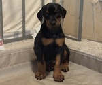 Puppy Puppy 1 Doberman Pinscher