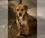 Small Photo #4 Beagle Puppy For Sale in Valrico, FL, USA