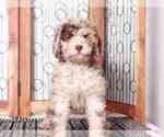 Small Photo #2 Poodle (Standard) Puppy For Sale in NAPLES, FL, USA