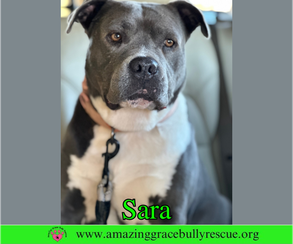 Medium Photo #1 American Pit Bull Terrier-Unknown Mix Puppy For Sale in Milton, FL, USA