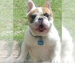 Small Photo #13 French Bulldog Puppy For Sale in HOUSTON, TX, USA