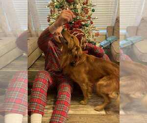 Father of the Golden Retriever puppies born on 10/19/2025