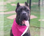 Small Mastiff Mix