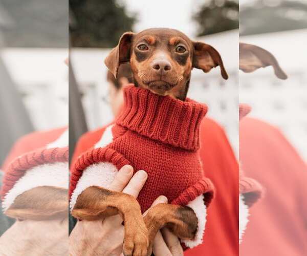 Medium Photo #2 Miniature Pinscher Puppy For Sale in Visalia, CA, USA