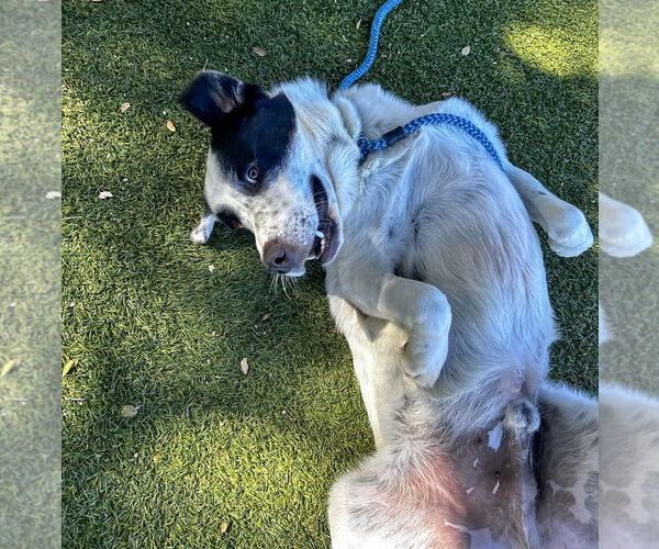 Medium Photo #2 Great Pyrenees Puppy For Sale in Salinas, CA, USA
