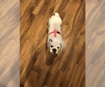 Small Photo #4 English Bulldog Puppy For Sale in CHANDLER, AZ, USA