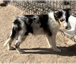 Small #17 Shetland Sheepdog