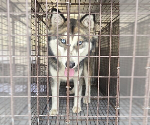 Medium Photo #1 Siberian Husky-Unknown Mix Puppy For Sale in Conroe, TX, USA