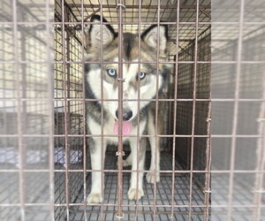 Siberian Husky-Unknown Mix Dogs for adoption in Conroe, TX, USA