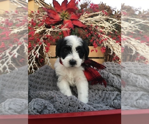 Medium Photo #1 Bernedoodle-Poodle (Standard) Mix Puppy For Sale in SAINT GEORGE, UT, USA