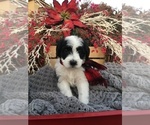 Small Photo #1 Bernedoodle-Poodle (Standard) Mix Puppy For Sale in SAINT GEORGE, UT, USA