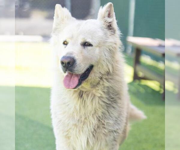 Medium Photo #2 Alaskan Malamute-Unknown Mix Puppy For Sale in Camarillo, CA, USA