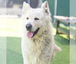 Small #1 Alaskan Malamute Mix