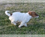 Small Photo #5 Jack Russell Terrier Puppy For Sale in APPLE GROVE, WV, USA