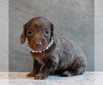 Puppy Daisy Dachshund