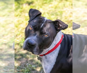 MOSLEY - Male American Bulldog-Unknown Mix Dog for Adoption - Photo #7