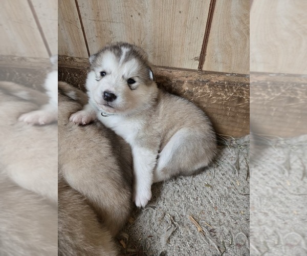 Medium Photo #3 Alaskan Malamute Puppy For Sale in CRIVITZ, WI, USA