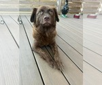 Small #1 Mutt
