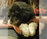 Small Photo #32 Golden Labrador Puppy For Sale in IDAHO SPRINGS, CO, USA